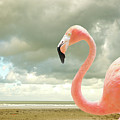 Proud to be pink Photograph by Adriana Zoon Proud to be pink Photograph by Adriana Zoon