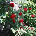 Provence Red Roses by Nadine Rippelmeyer Provence Red Roses by Nadine Rippelmeyer