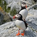 Puffins Photograph by Steve Brown Puffins Photograph by Steve Brown