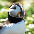 Puffy Puffin Photograph by Framing Places Puffy Puffin Photograph by Framing Places