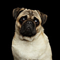 Pug Photograph by Sergey Taran Pug Photograph by Sergey Taran