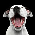 Puppy laughs Photograph by Sergey Taran Puppy laughs Photograph by Sergey Taran