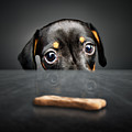 Puppy longing for a treat Photograph by Johan Swanepoel Puppy longing for a treat Photograph by Johan Swanepoel