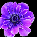 Purple Anemone Flower by Mariola Bitner Purple Anemone Flower by Mariola Bitner