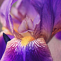 Purple Bearded Iris Wall Art Photograph by Gwen Gibson Purple Bearded Iris Wall Art Photograph by Gwen Gibson
