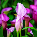 Purple Calla Lilies by Az Jackson Purple Calla Lilies by Az Jackson