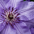 Purple Clematis Blossom Photograph by Louis Dallara Purple Clematis Blossom Photograph by Louis Dallara