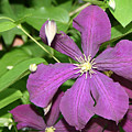 Purple Delite Photograph by Marc Champagne Purple Delite Photograph by Marc Champagne