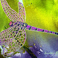 Purple Dragonfly by Susan Kubes Purple Dragonfly by Susan Kubes