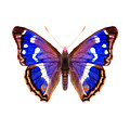 Purple Emperor Butterfly by Alison Langridge Purple Emperor Butterfly by Alison Langridge