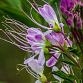Purple Flower 6 Photograph by Christy Garavetto Purple Flower 6 Photograph by Christy Garavetto