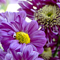Purple Flower in Cold Light. Photograph by Elena Perelman Purple Flower in Cold Light. Photograph by Elena Perelman