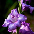 Purple Glads Photograph by Christopher Holmes Purple Glads Photograph by Christopher Holmes