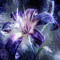 Purple Lily flower Mixed Media by Lilia D Purple Lily flower Mixed Media by Lilia D