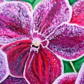 Purple Orchid bloom by Manjiri Kanvinde Purple Orchid bloom by Manjiri Kanvinde