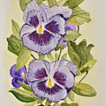 Purple Pansies by Linda Brody Purple Pansies by Linda Brody