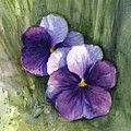 Purple Pansies Watercolor Painting by Olga Shvartsur Purple Pansies Watercolor Painting by Olga Shvartsur