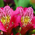 Purple Peruvian Lily Photograph by Amy Fose Purple Peruvian Lily Photograph by Amy Fose