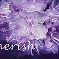 Purple Rhododendron Inspirational Print Photograph by Gwen Gibson Purple Rhododendron Inspirational Print Photograph by Gwen Gibson