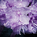 Purple Rhododendron Print Photograph by Gwen Gibson Purple Rhododendron Print Photograph by Gwen Gibson