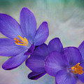 Purple Snow Crocus Wall Art Photograph by Gwen Gibson Purple Snow Crocus Wall Art Photograph by Gwen Gibson