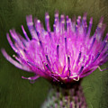 Purple Thistle Plant Print Photograph by Gwen Gibson Purple Thistle Plant Print Photograph by Gwen Gibson