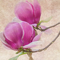 Purple Tulip Magnolia Photograph by Heiko Koehrer-Wagner Purple Tulip Magnolia Photograph by Heiko Koehrer-Wagner
