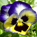 Purple White And Yellow Pansy by Nancy Mueller Purple White And Yellow Pansy by Nancy Mueller
