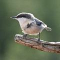 Pygmy Nuthatch Photograph by Ben Foster Pygmy Nuthatch Photograph by Ben Foster