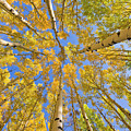 Quaking Aspens Overhead Photograph by Yva Momatiuk John Eastcott Quaking Aspens Overhead Photograph by Yva Momatiuk John Eastcott