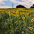Quarry Hill Sunflowers Photograph by Ann Bridges Quarry Hill Sunflowers Photograph by Ann Bridges
