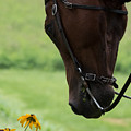 Quarter Horse Photograph by Holden The Moment Quarter Horse Photograph by Holden The Moment
