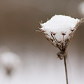 Queen Anne in the Snow Photograph by Holly Ross Queen Anne in the Snow Photograph by Holly Ross