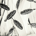 Quills Of A Feather by Jorgo Photography - Wall Art Gallery Quills Of A Feather by Jorgo Photography - Wall Art Gallery