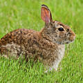 Rabbit in a Grassy Meadow Photograph by Jeff Goulden Rabbit in a Grassy Meadow Photograph by Jeff Goulden