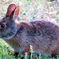Rabbit by Roberta Byram