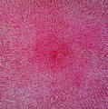 Radiation with Pink and Magenta Painting by Dean Triolo Radiation with Pink and Magenta Painting by Dean Triolo