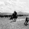 Raguero Cutting Out A Cow From The Herd by Raguero cutting out a cow from the herd Raguero Cutting Out A Cow From The Herd by Raguero cutting out a cow from the herd