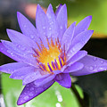 Rain-dropped Waterlily Photograph by Mary Anne Delgado Rain-dropped Waterlily Photograph by Mary Anne Delgado