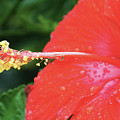 Rain Drops Photograph by Rod Whyte Rain Drops Photograph by Rod Whyte
