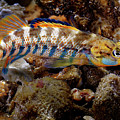 Rainbow Darter Photograph by Robert Charity Rainbow Darter Photograph by Robert Charity