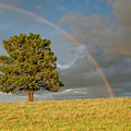 Rainbow Over a Lone Tree Photograph by Jeff Goulden Rainbow Over a Lone Tree Photograph by Jeff Goulden