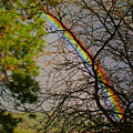 Rainbow Tree Photograph by Ben Upham III Rainbow Tree Photograph by Ben Upham III