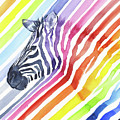 Rainbow Zebra Pattern by Olga Shvartsur Rainbow Zebra Pattern by Olga Shvartsur