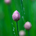 Raindrops on Chive Flowers by Jane Melgaard