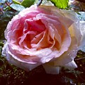 Raindrops on Roses Photograph by Denise Railey Raindrops on Roses Photograph by Denise Railey
