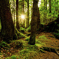 Rainforest Path Photograph by Chad Dutson Rainforest Path Photograph by Chad Dutson