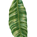 Rainforest Resort - Tropical Banana Leaf Painting by Audrey Jeanne Roberts Rainforest Resort - Tropical Banana Leaf Painting by Audrey Jeanne Roberts
