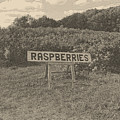 Raspberry Fields by September Stone Raspberry Fields by September Stone