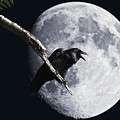 Raven Barking at the Moon by Wingsdomain Art and Photography Raven Barking at the Moon by Wingsdomain Art and Photography